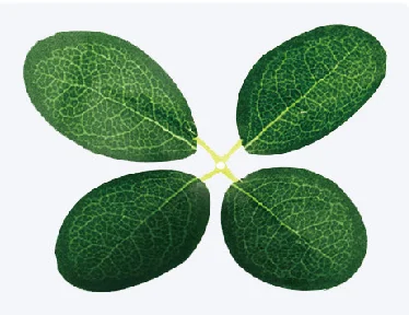 Artificial Leaf